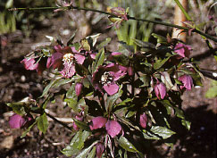 Hellebore